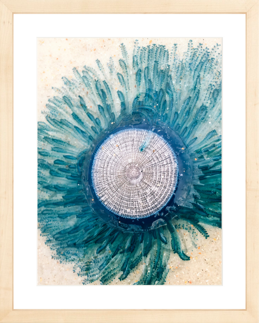 Jellyfish 10x13 Framed Print